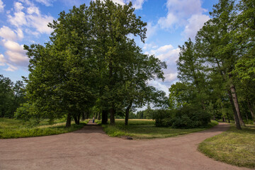 Two paths converge in a summer park, framed by tall, verdant trees with a blue sky overhead. A single figure walks towards the center, creating a sense of calm and solitude.