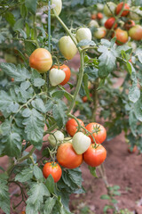 Young tomato plants with green and red fruits in a greenhouse