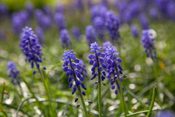 Purple hyacinth, Muscari racemosum, many flowers in grass, spring blooming, shallow depth of field, bokeh,