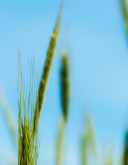 Close up of wheat pla