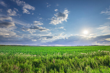 A large field of green grass with a clear blue sky