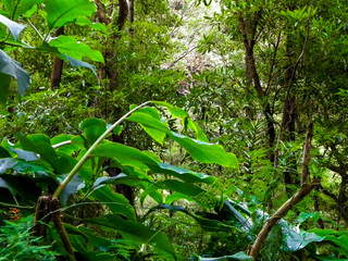 Beautiful nature of tropical forest on Sao Miguel insland. © Jan