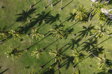 Top aerial drone view of a beautiful coconut palm tree. Tropical background island paradise.
