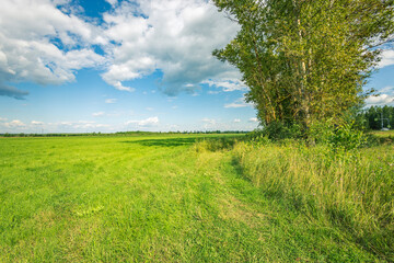A field of grass with a tree in the background