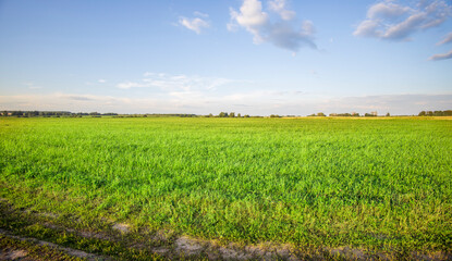 A large field of green grass with a clear blue sky in the background