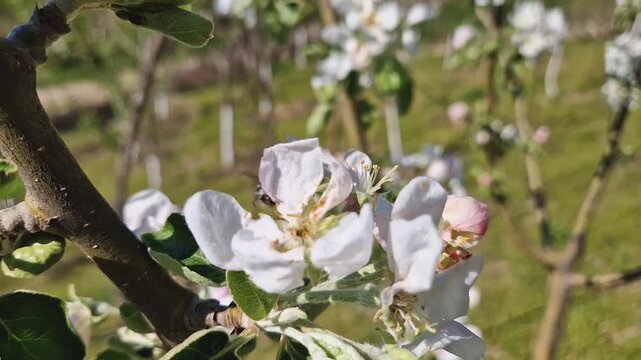 Tropinota hirta beetle eating apple tree blossoms affecting the crop. Epicometis insect of Coleoptera order feeds with pollen and flower organs
