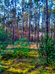 Fototapeta premium Tuchola Forest. Northern Poland