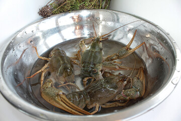 a crawfish is washed in the bowl in water before cooking
