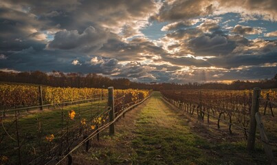 Vineyard at sunset with dramatic clouds and warm light