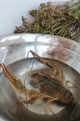 a crawfish is in the bowl washed before cooking