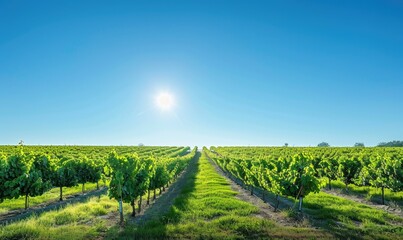 Vineyard landscape with rows of grapevines under a clear blue sky