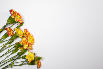Yellow flowers on a white background. Space for inscriptions, congratulations.