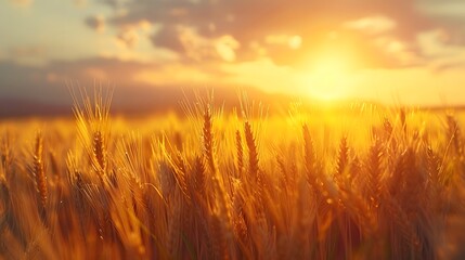 Fototapeta premium Golden wheat field at dusk, warm sunset light, soft focus, backlit wheat ears, rich amber tones, dramatic sky, gentle breeze, rural landscape, peaceful atmosphere.