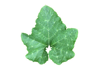 Isolated young green pumpkin leaf with clipping paths.