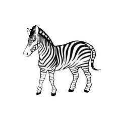zebra silhouette vector illustration with white background