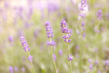 Lavender flower background with beautiful purple colors and bokeh lights. Blooming lavender in a field at sunset in Provence, France. Close up. Selective focus.