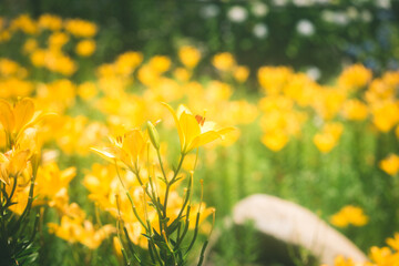 Fototapeta premium 美しい黄色のユリ