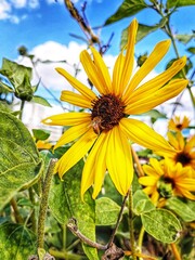 Sunflower and a bee