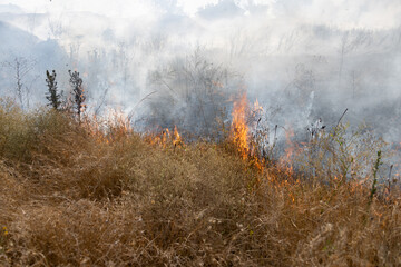 Forest and steppe fires dry completely destroy the fields and steppes during a severe drought....