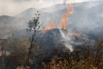Forest and steppe fires dry completely destroy the fields and steppes during a severe drought. Disaster brings regular damage to nature and economy of region. Lights field with the harvest of wheat