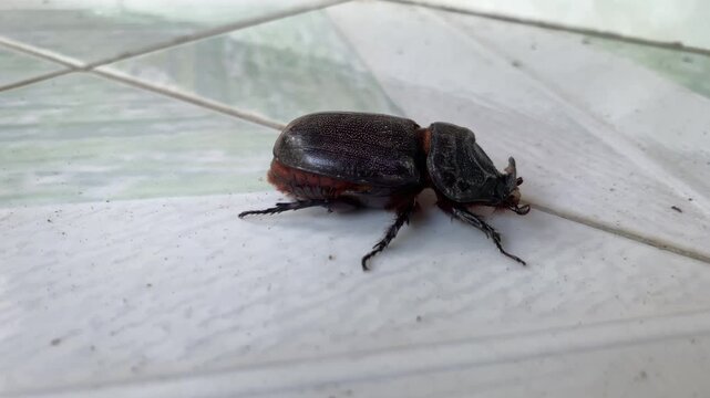 Black beetle or Oryctes rhinoceros walking on the floor