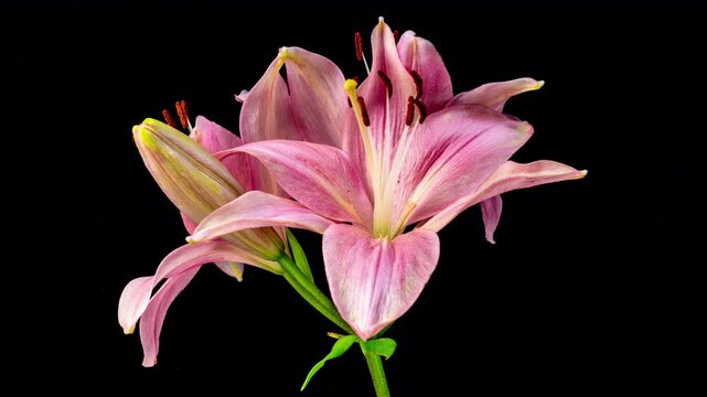 Time lapse footage of red Lycoris radiata spider lily magic lily equinox flower or higanbana growing blossom from bud to full blossom isolated on black background, 4k video, close up b roll shot.