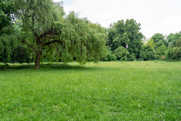 Spring Meadow Texture Background, Green Spring Landscape with Copy Space, Idyllic Meadow Banner
