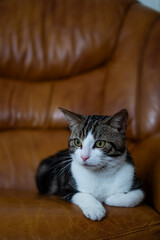 portrait of a cat. Cat on a Leather Armchair