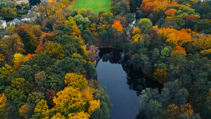 Aerial drone landscape of autumn park, trees with yellow leaves, top down view tree tops.