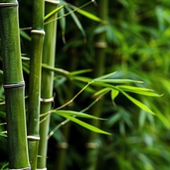 Obraz premium Bamboo shoots against a backdrop of bamboo leaves, Bamboo shoots, Nature, harmonious