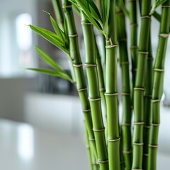 Obraz premium Bamboo shoots in a modern, minimalist kitchen setting, Bamboo shoots, Clean, contemporary