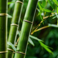 Obraz premium Bamboo shoots in a tropical forest setting, Bamboo shoots, Exotic, nature