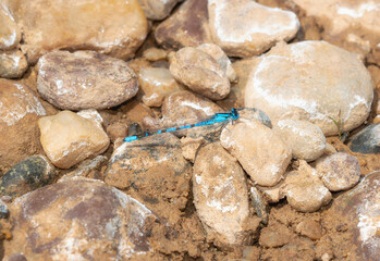 Northern Bluet (Enallagma annexum) Damselfly Resting Among River Rocks in Colorado During Bright Daylight