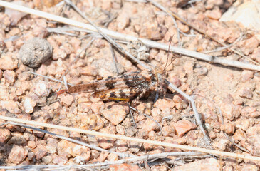 Pallid Winged Grasshopper (Trimerotropis pallidipennis) on Rocky Soil in Colorado