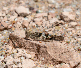 Pallid Winged (Trimerotropis pallidipennis) Grasshopper Perched on Rocky Surface in Colorado