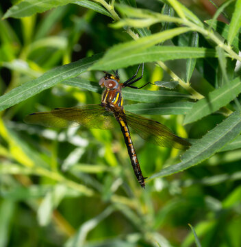 Plains Emerald (Somatochlora ensigera) Dragonfly Resting Among Green Leaves in Colorado