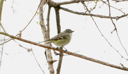 Plumbeous Vireo (Vireo plumbeus) Observed Perched on a Branch in Colorado