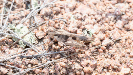 Platte Range Grasshopper Mestobregma plattei Perched on the Ground in Colorado