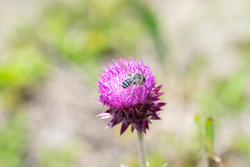 Pugnacious Leafcutter Bee (Megachile pugnata) Collecting Nectar on Musk Thistle (Carduus nutans) in Colorado