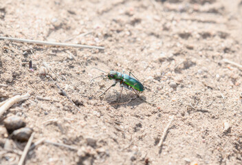 Exploring the Unique Habitats of the Purple Tiger Beetle (Cicindela purpurea) in Colorado