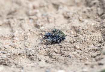 Colorado Purple Tiger Beetles (Cicindela purpurea) Engaged in Copulation on Sandy Soil During Spring