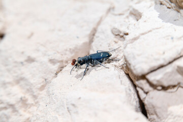 Purple Tiger Beetle (Cicindela purpurea) on Rocky Terrain in Colorado During Sunny Afternoon