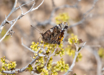 Red Admiral (Vanessa atalanta) Butterfly Among Spring Blossoms in Colorado