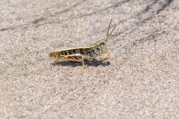 Red Shanked Grasshopper (Xanthippus corallipes) on Sandy Terrain in Colorado