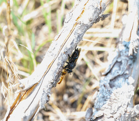 Robber Fly Genus Pogonosoma with prey in Colorado Among Dry Grass and Twigs