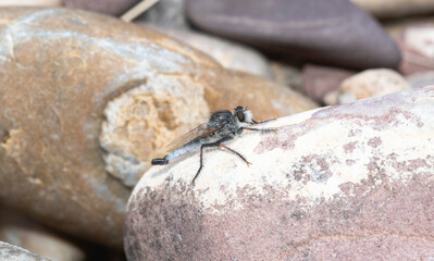 Robber Fly Efferia Colorado Perched on Natural Stones in Colorado