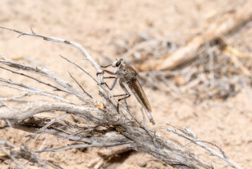 A Robber Fly Genus Proctacanthus Colorado in Its Natural Habitat in Colorado