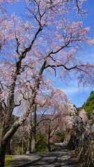 身延山 久遠寺の桜