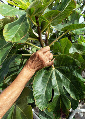 Old woman's hand posing on a fig tree doing gardening