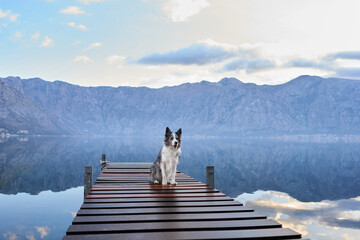 A Border Collie stands poised at the end of a wooden dock, overlooking a mirror-like mountain lake under a cloudy sky. © Anna Averianova